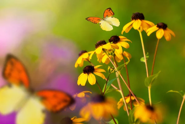 Belles Fleurs Fleurs Jardin Printemps Été Papillons Volants Sur Fond — Photo