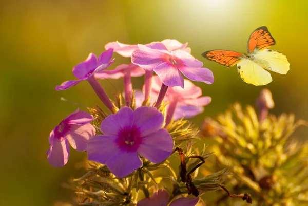 Прекрасні Квіти Весняно Літній Сад Літаючі Метелики Розмитому Сонячному Сяючому — стокове фото