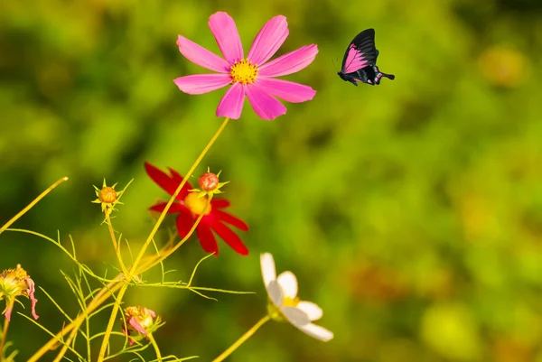 Mooie Bloeiende Bloemen Lente Zomer Tuin Vliegende Vlinders Wazig Zonnige — Stockfoto