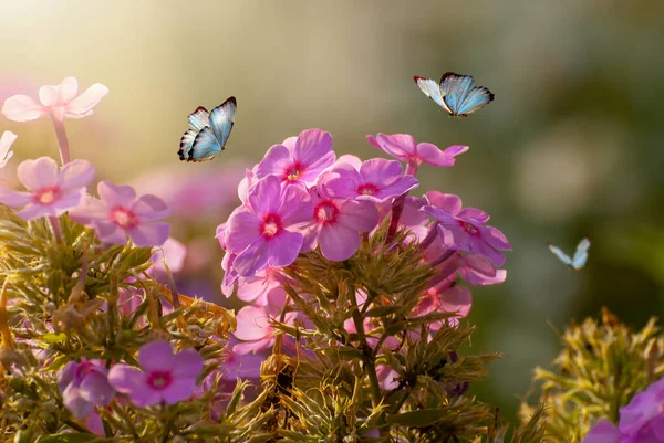 Beautiful Blooming Flowers Spring Summer Garden Flying Butterflies Blurred Sunny — Stock Photo, Image