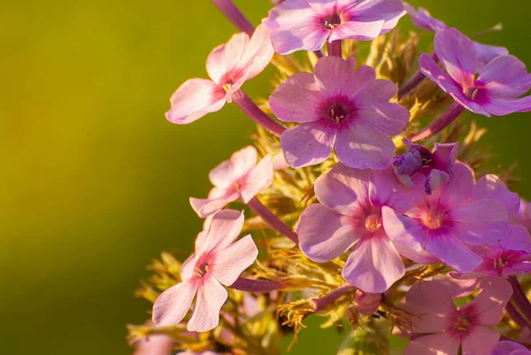 Gyönyörű Virágzó Virágok Elmosódott Napfényes Ragyogó Háttér Tündérmese Természet Tavaszi — Stock Fotó