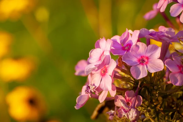 Bellissimi Fiori Fioriti Sfondo Luminoso Sfocato Splendente Natura Fiabesca Giardino — Foto Stock