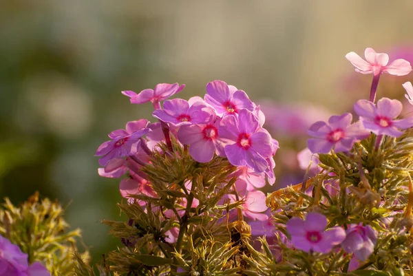 Mooie Bloeiende Bloemen Wazig Zonnige Glanzende Achtergrond Sprookjesachtige Natuur Lente — Stockfoto
