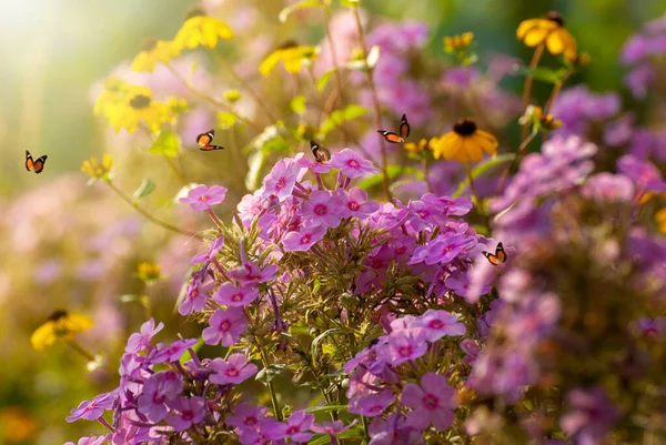 Bellissimi Fiori Fiore Primavera Estate Giardino Farfalle Volanti Sfondo Sfocato — Foto Stock