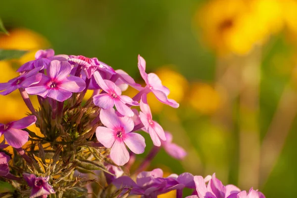 Mooie Bloeiende Bloemen Wazig Zonnige Glanzende Achtergrond Sprookjesachtige Natuur Lente — Stockfoto