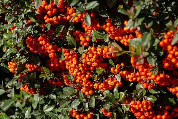 Cotoneaster bahçesi, güneşli bir sonbahar gününde çok sayıda parlak kırmızı böğürtlen, dekoratif meyve ve güneş ışığıyla çalkalanıyor..