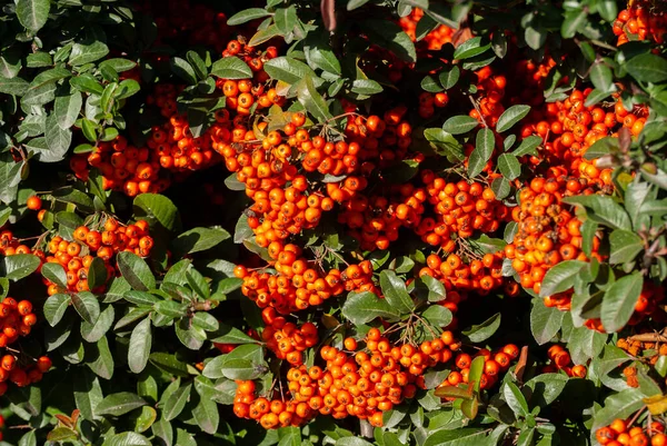 Cotoneaster Kerti Cserje Nagy Számú Világos Piros Bogyók Dekoratív Gyümölcs — Stock Fotó