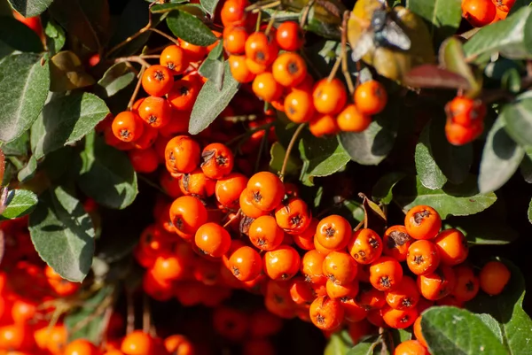 Cotoneaster Bahçesi Güneşli Bir Sonbahar Gününde Çok Sayıda Parlak Kırmızı — Stok fotoğraf