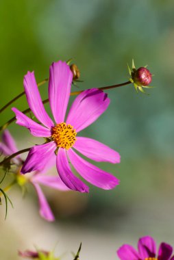 Bulanık, güneşli, parlak arka planda güzel çiçekler, peri masalı doğası. Bahar-yaz bahçesi.
