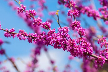 Arka planda dallar çiçek açıyor. Baharda açık havada mavi gökyüzü..