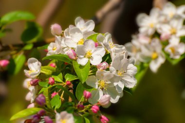 Baharda yeşil arka planda dallar çiçek açar. Doğa dışarıda.