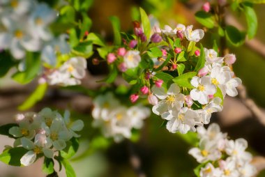 Baharda yeşil arka planda dallar çiçek açar. Doğa dışarıda.