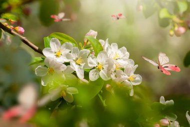 Çiçek açan ağacın dalında güzel kelebekler Sunrise 'da sönmüş arka planda..
