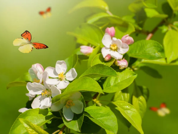 Mooie Vlinders Tak Van Bloeiende Boom Het Voorjaar Bij Zonsopgang — Stockfoto