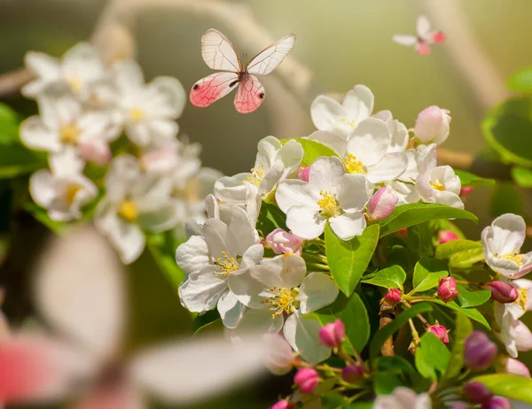 Mooie Vlinders Tak Van Bloeiende Boom Het Voorjaar Bij Zonsopgang — Stockfoto