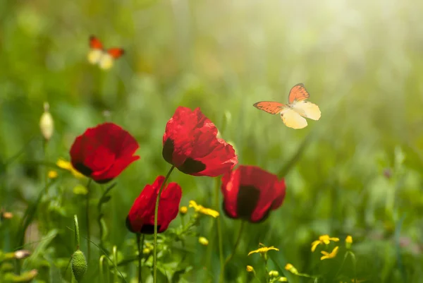 Mooie Bloeiende Rode Klaprozen Lente Zomer Tuin Vliegende Vlinders Wazig — Stockfoto