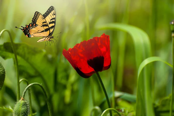 Mooie Bloeiende Rode Klaprozen Lente Zomer Tuin Vliegende Vlinder Wazig — Stockfoto