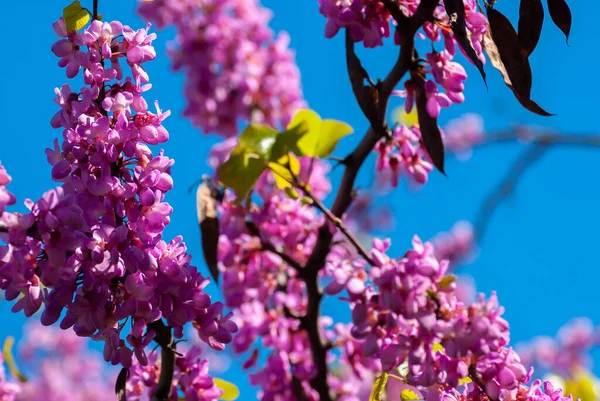 Primavera Naturale Floreale Colorato Sfondo Banner Formato Bello Albero Fiorito — Foto Stock