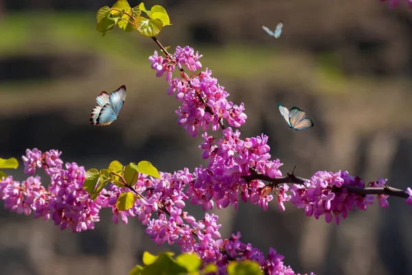 Яскраві Метелики Над Гілкою Квітучого Дерева Навесні Світанку Світло Синьому — стокове фото