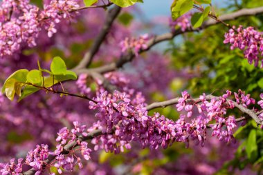 Doğal bahar çiçekli arka plan pankartı formatı. Güzel dallar açan ağaç, güneşli bir gün..