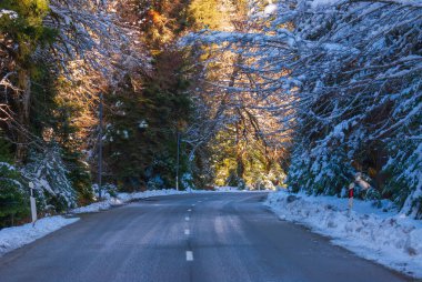 Yanında ağaçlar olan kış yolu. Doğa yolu. Asfalt yolu.