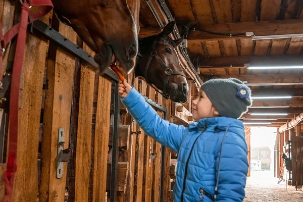 Little Girl Feeds Horse Jockey Hippodrome Horseback Riding — Stock Photo, Image