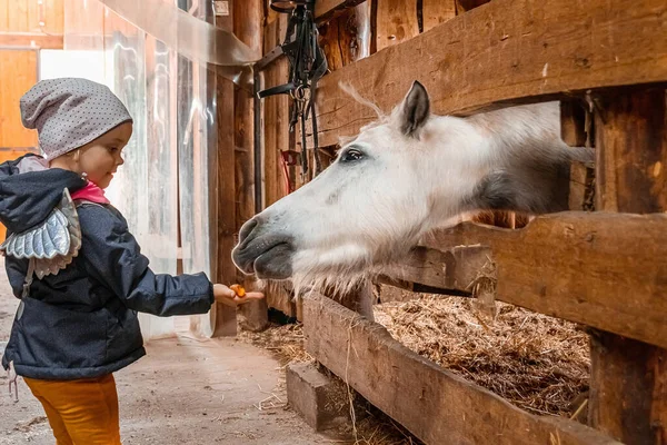 Little Girl Feeds Horse Jockey Hippodrome Horseback Riding — Stock Photo, Image