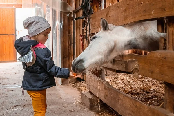 Little Girl Feeds Horse Jockey Hippodrome Horseback Riding — Stock Photo, Image