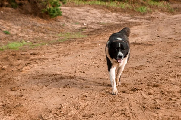 Чёрно Белая Собака Фоне Природы — стоковое фото