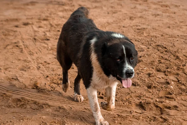 Чёрно Белая Собака Фоне Природы — стоковое фото