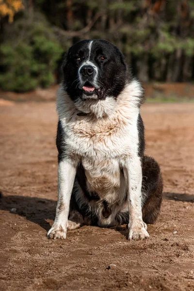 Doğanın Arka Planında Siyah Beyaz Bir Köpek — Stok fotoğraf