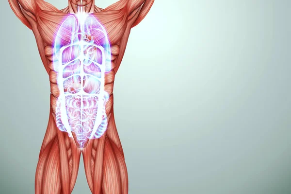 Nsan Organlarının Hologramı Güzel Bir Genç Kızın Vücudu Organ Taraması — Stok fotoğraf