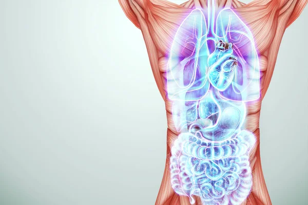Nsan Organlarının Hologramı Güzel Bir Genç Kızın Vücudu Organ Taraması — Stok fotoğraf