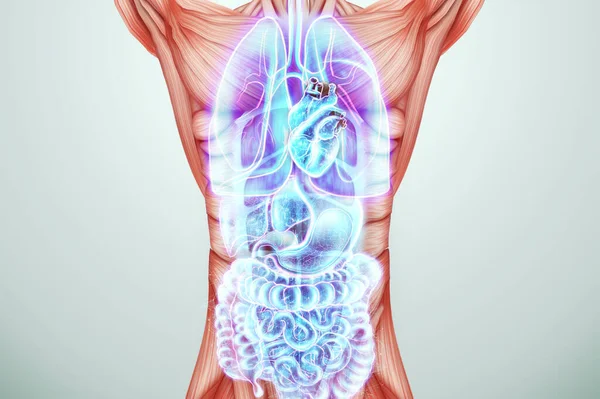 Голограмма Человеческих Внутренних Органов Тело Красивой Молодой Девушки Сканирование Внутренних — стоковое фото