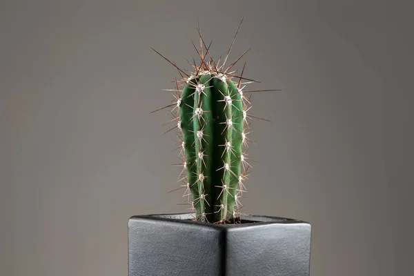 Primo Piano Cactus Una Pentola Con Spine Lunghe Ufficio Grigio — Foto Stock