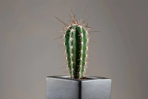 Primo Piano Cactus Una Pentola Con Spine Lunghe Ufficio Grigio — Foto Stock