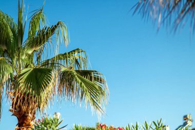 Mavi gökyüzüne karşı en tepedeki palmiye