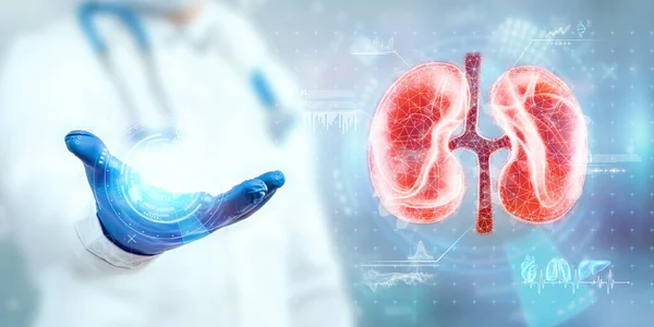 Médico Observa Holograma Renal Comprueba Resultado Prueba Interfaz Virtual Analiza — Foto de Stock