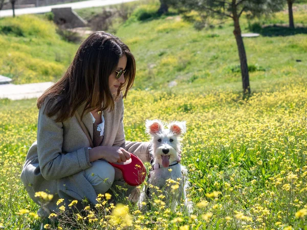 黄色の花のフィールドにシュノーザー犬と女性 — ストック写真