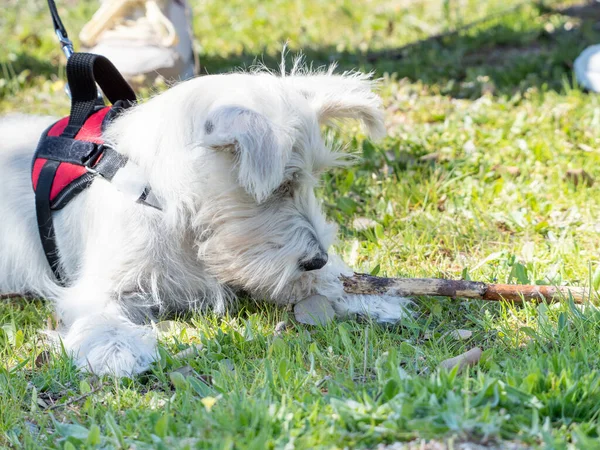 White Schnauzer puppy looks closely at an ant on the ground.