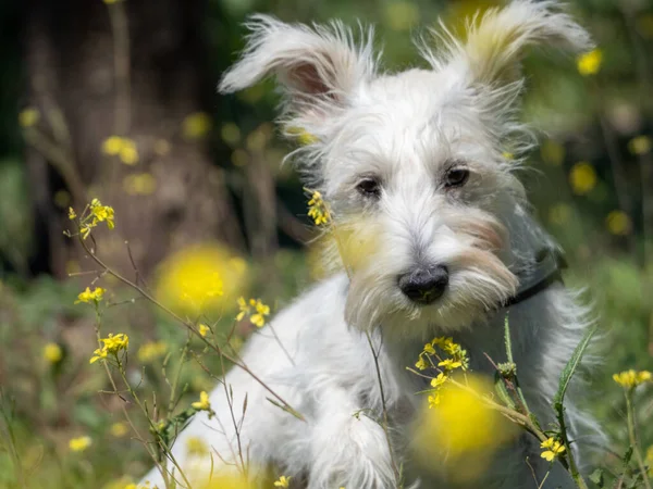 Puppy Schnauzer White Color Poses Field Yellow Flowers — Stock Photo, Image