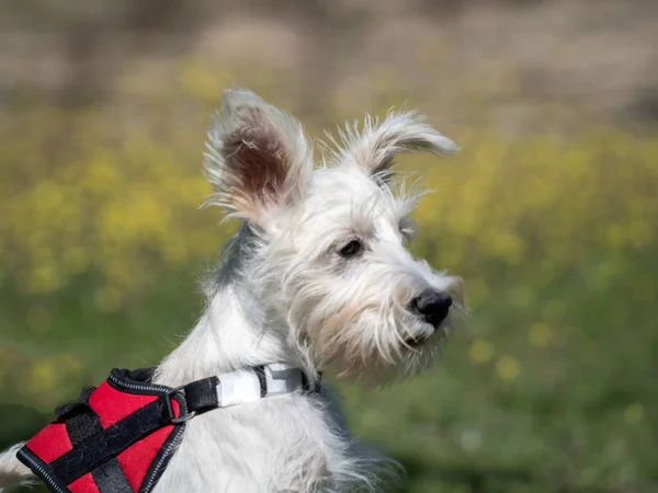 Puppy Schnauzer Puppy White Color Red Harness Watch Closely — Stock Photo, Image