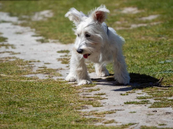 White Schnauzer Puppy Waiting His Owner Field — Stock Photo, Image