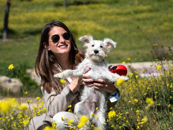 黄色の花のフィールドに白いシュノーザー犬を持つ女性 — ストック写真