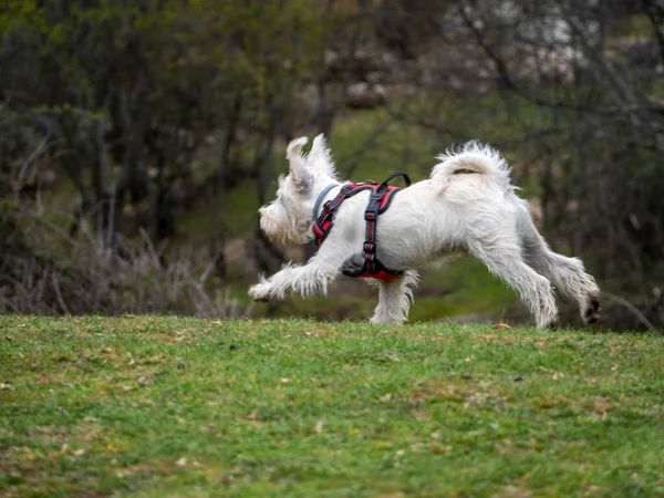 White Dog Red Harness Running Rural Scene Energetic Puppy Running — Stock Photo, Image