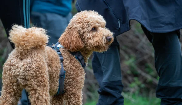 Brown Curly Haired Puppy Standing Looking Away Rear View Shaggy — Stock Photo, Image