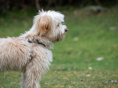 Kırsal bir yerde duran köpek yavrusunun yan görüntüsü. Kırpılmış tüylü köpek yavrusu çimlerin üzerinde.
