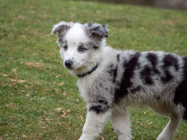 公園を歩く黒い斑点の白い子犬 公園で草の上を歩く襟付きの黒と白の子犬 — ストック写真