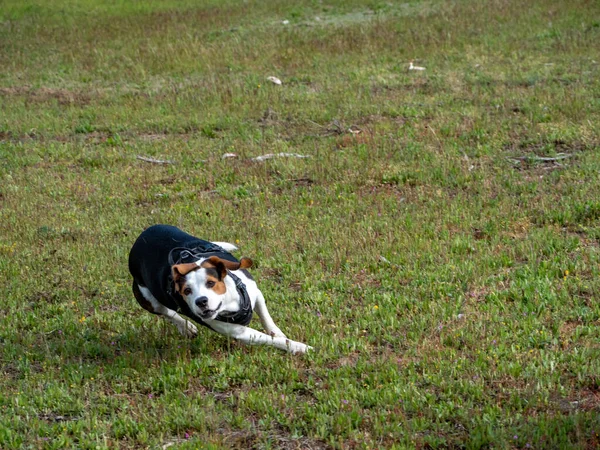 Yavru Köpek Çayırda Hızla Koşuyor Beyaz Kahverengi Siyah Köpek Çimenlerde — Stok fotoğraf