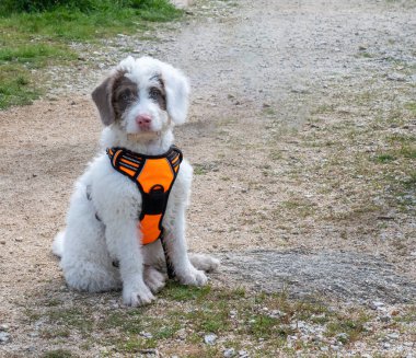 Ormanda bir patikada oturan tüylü beyaz köpek yavrusu. Yüzünde benekler olan beyaz köpek yavrusu turuncu kayışlar takıyor..